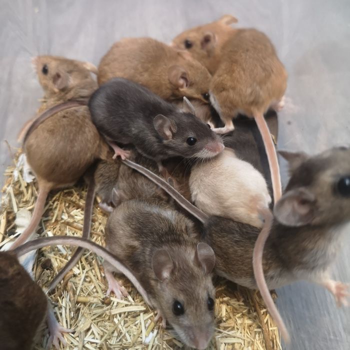 Myszak leśny (Peromyscus maniculatus)