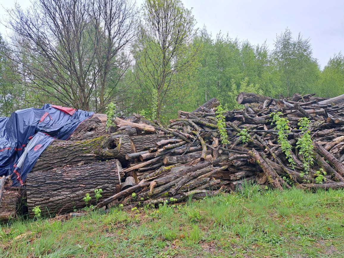 Drewno opałowe 50zł za 1m3