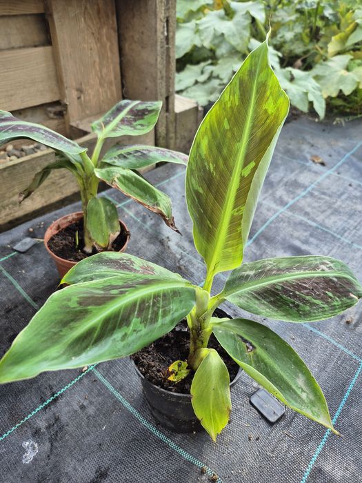 Musa Acuminata  ,,Dwarf Cavendisch'' , ,,Musa Tropicana ''