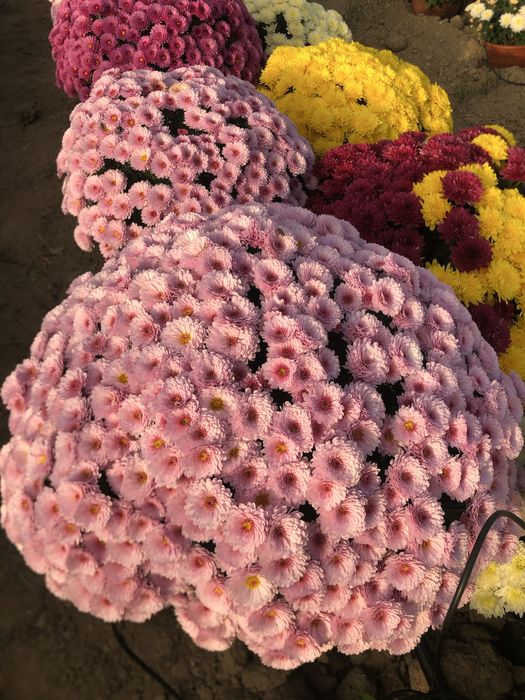 Chryzantemy na Wszystkich Świętych