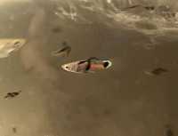 Rybki akwariowe gupik endlera el-tigre,glonojady.