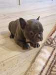 Buldog Francuski Suczka Blue
