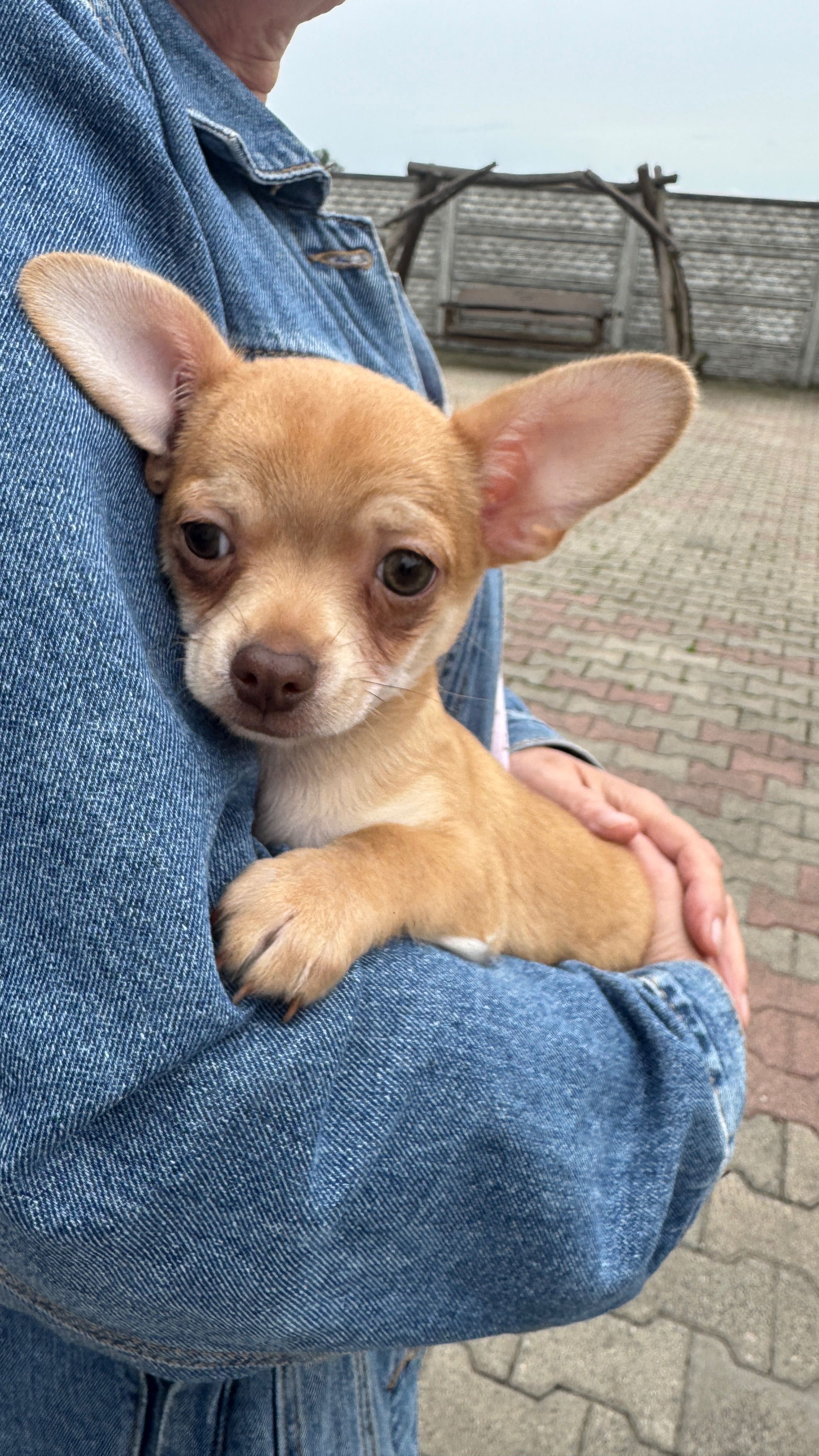 Piesek chihuahua red nos