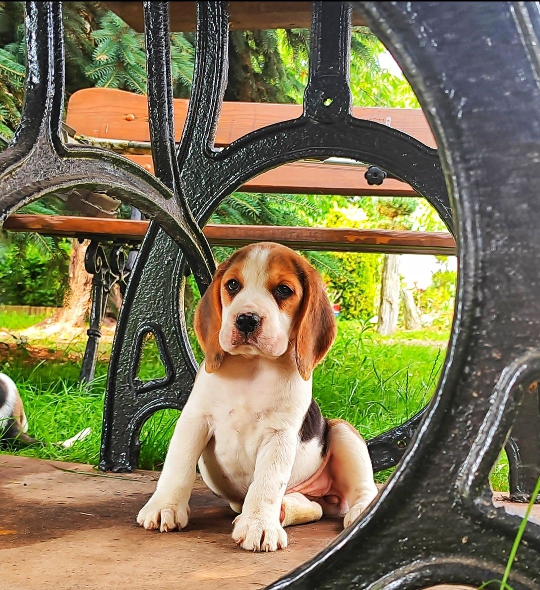 Śliczne Beagle Tricolor z Rodowodem SWKIPR