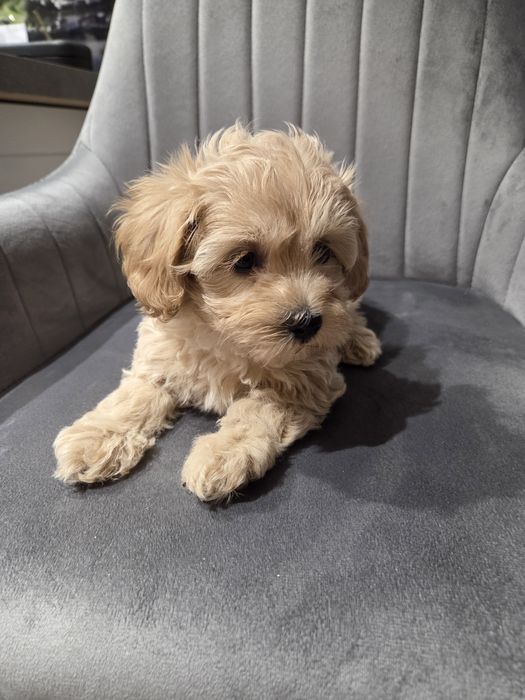 Pudel & maltańczyk maltipoo szczeniak