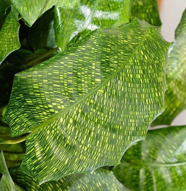 Calathea Musaica