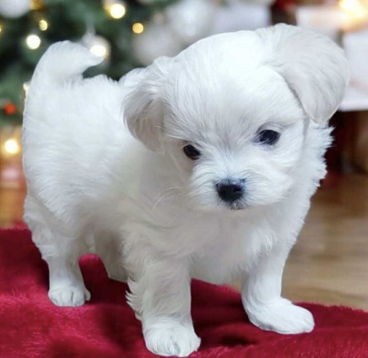 Maltańczyk piękny piesek rodowód 5 pokoleniowy