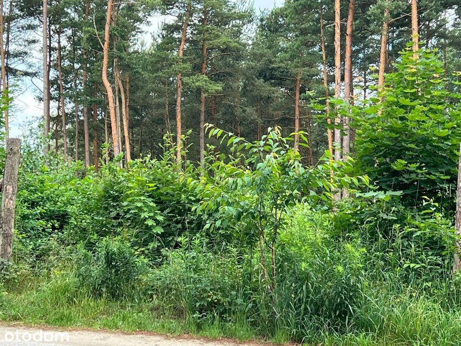 Malownicza działka z potencjałem inwestycyjnym