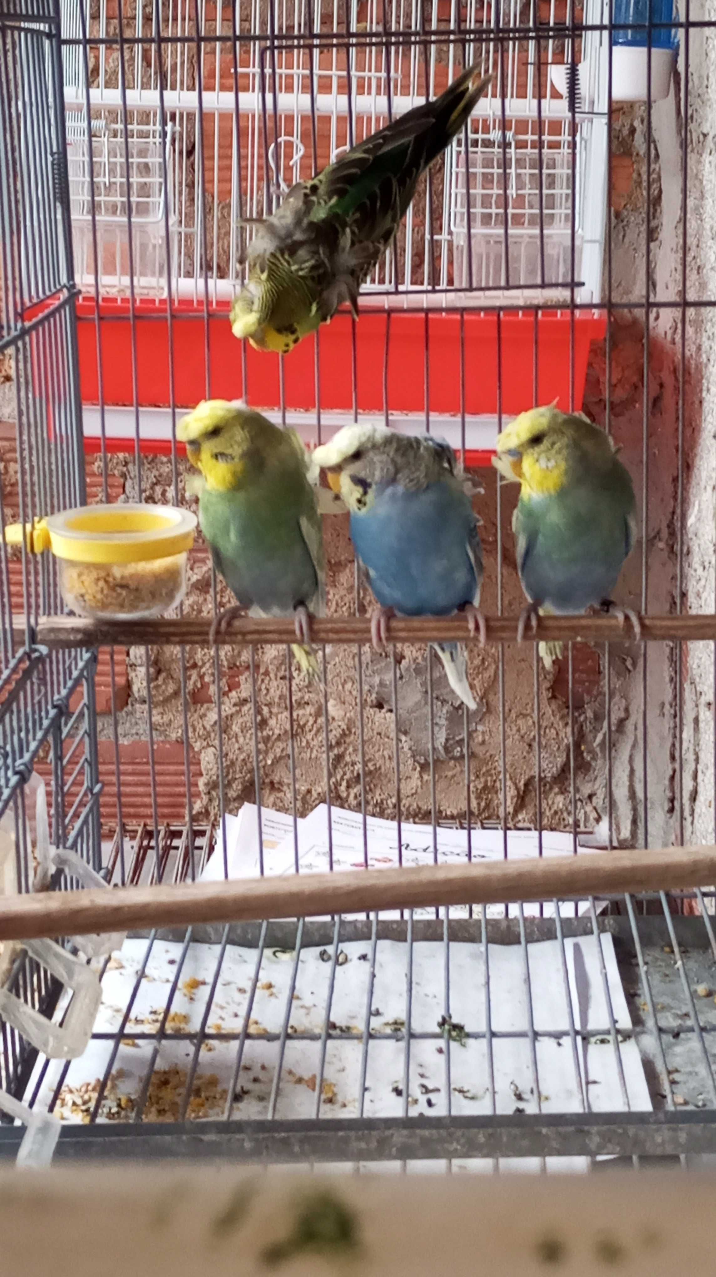 Casais de piriquitos horogomos