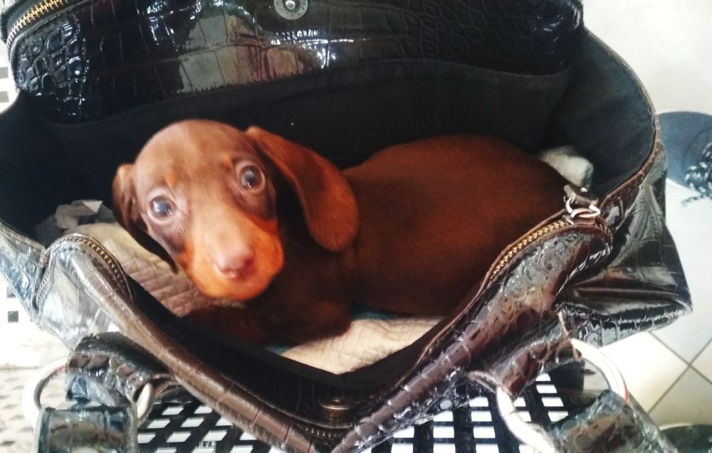 Продаються цуценята карликових міні такс шоколадні