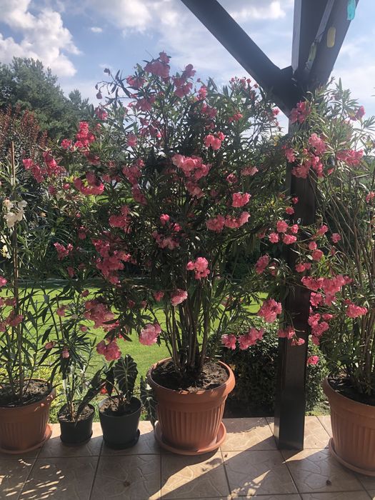 Duży oleander różowy