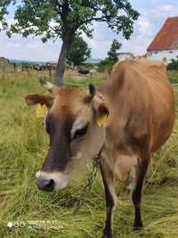 Mleko ekologiczne od krowy