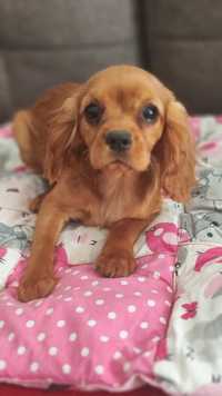 Cavalier King Charles Spaniel Piesek