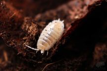 Porcellio laevis "white out", prosionki, równonogi, ekipa sprzątającą