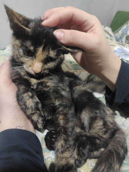 Кошенятко маленьке
