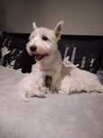 West highland with Terrier