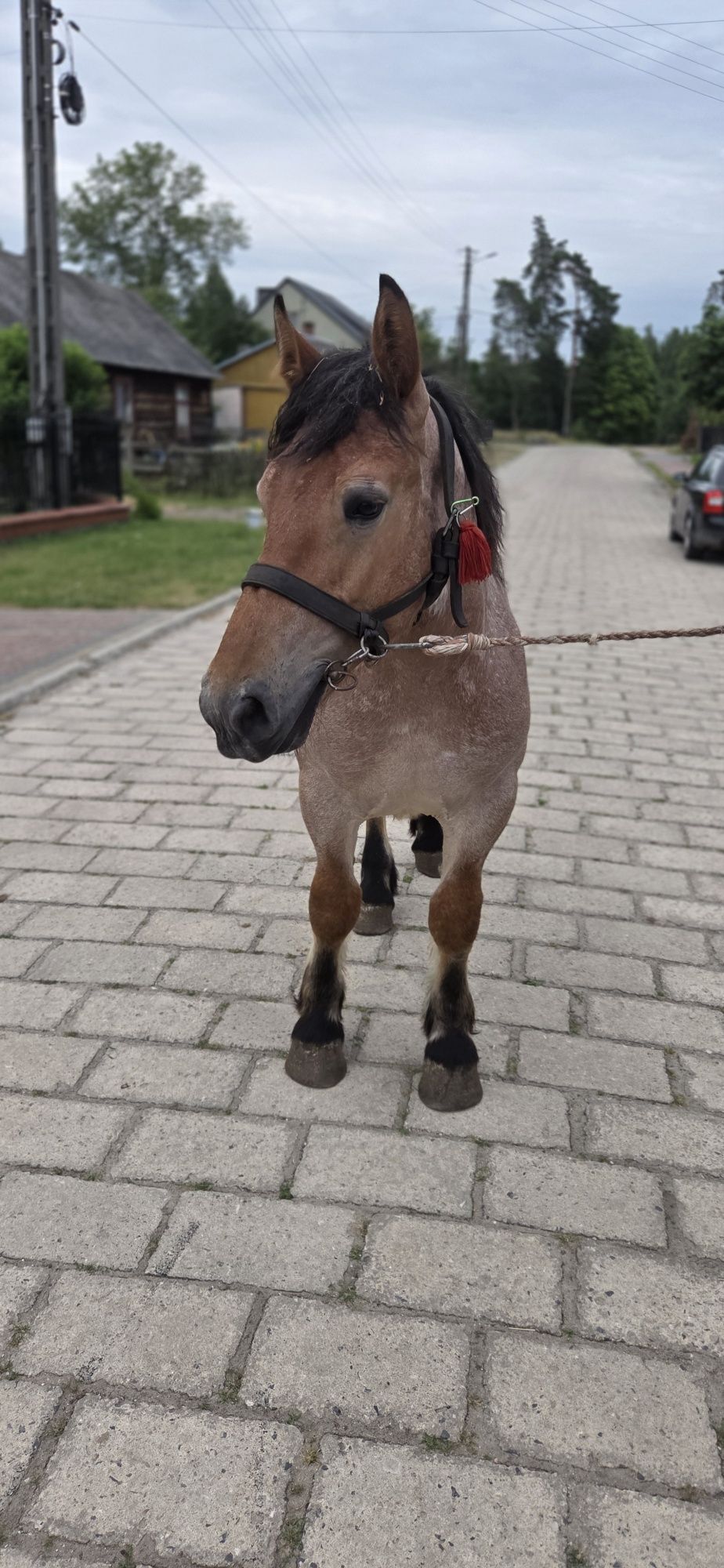 Ogierek zimnokrwisty
