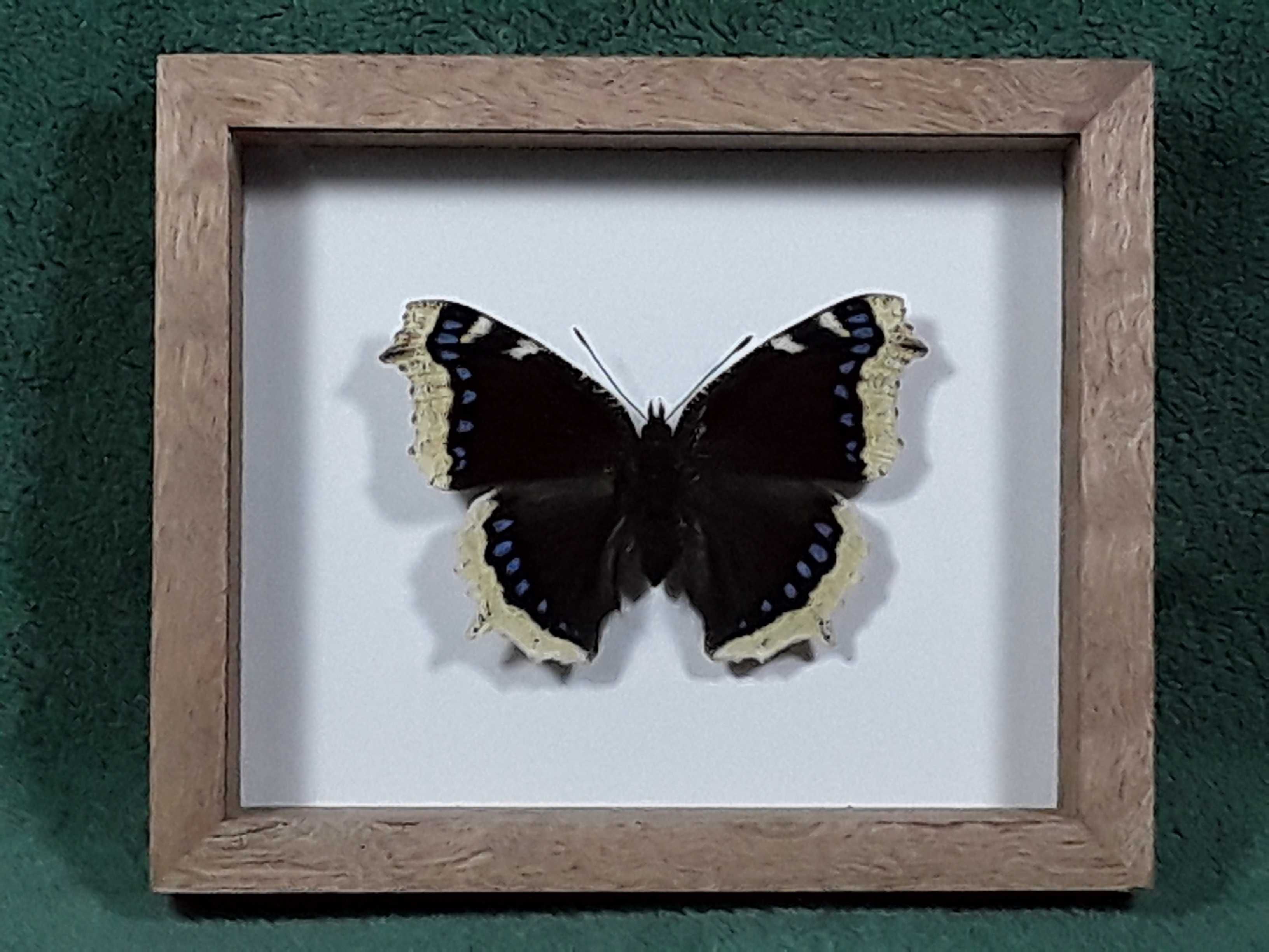 Motyl w ramce 10x12 cm . Nymphalis antiopa - Rusałka żałobnik 70 mm