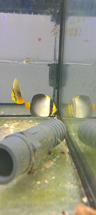 Chaetodontoplus mesoleucus M