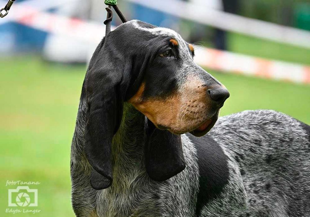 Duży Gończy Gaskoński jak Bloodhound i Bracco italiano ZKwP FCI