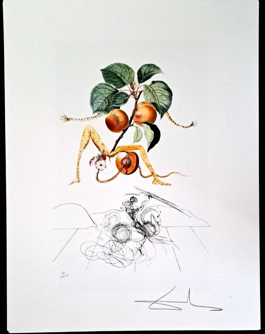 Salvador Dali - 70x50cm - Litografia Nr. 86/1000 Rycerz i Morela