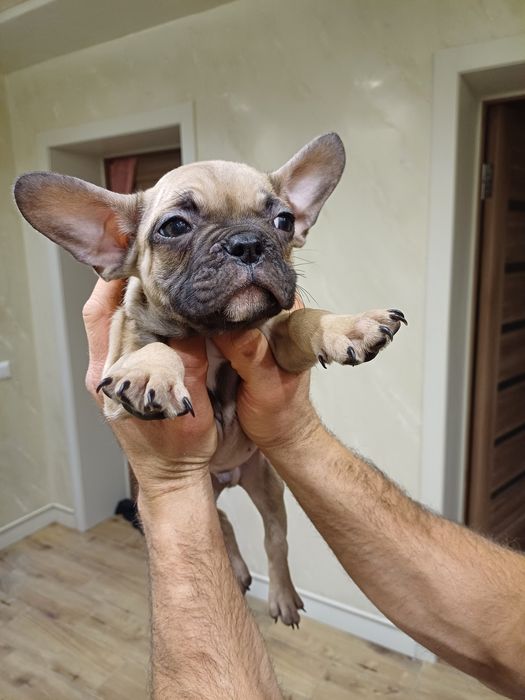 Щенки французи ожидают на своих родителей