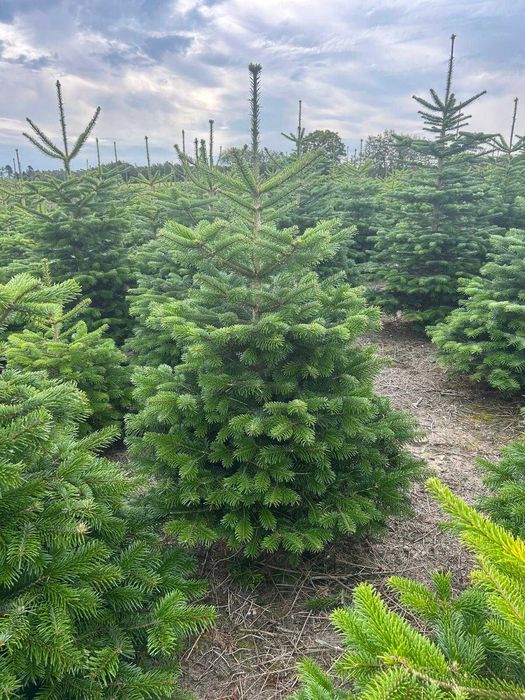 Jodła Kaukaska – choinki świąteczne prosto z plantacji Transport