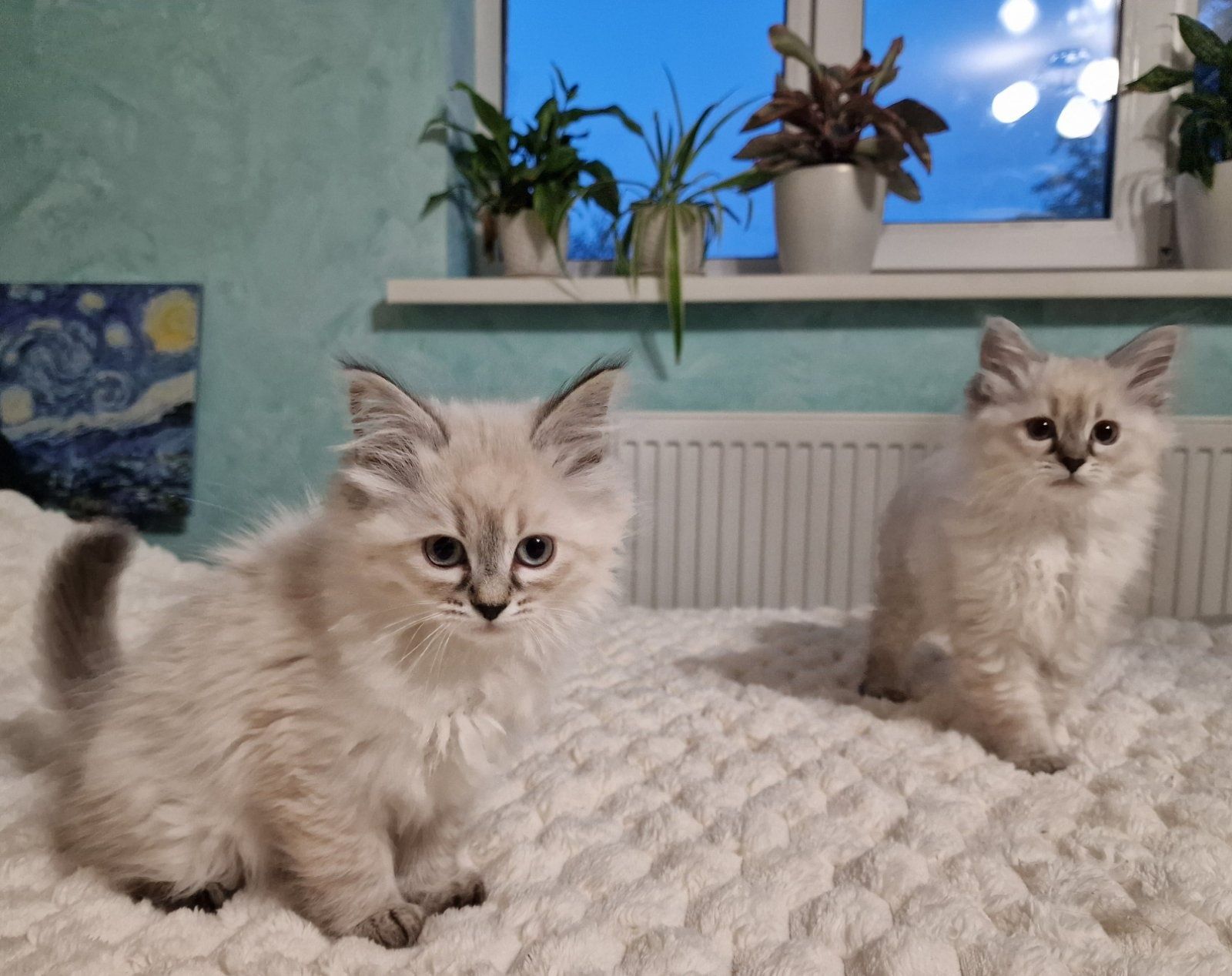 Невські маскарадні котята