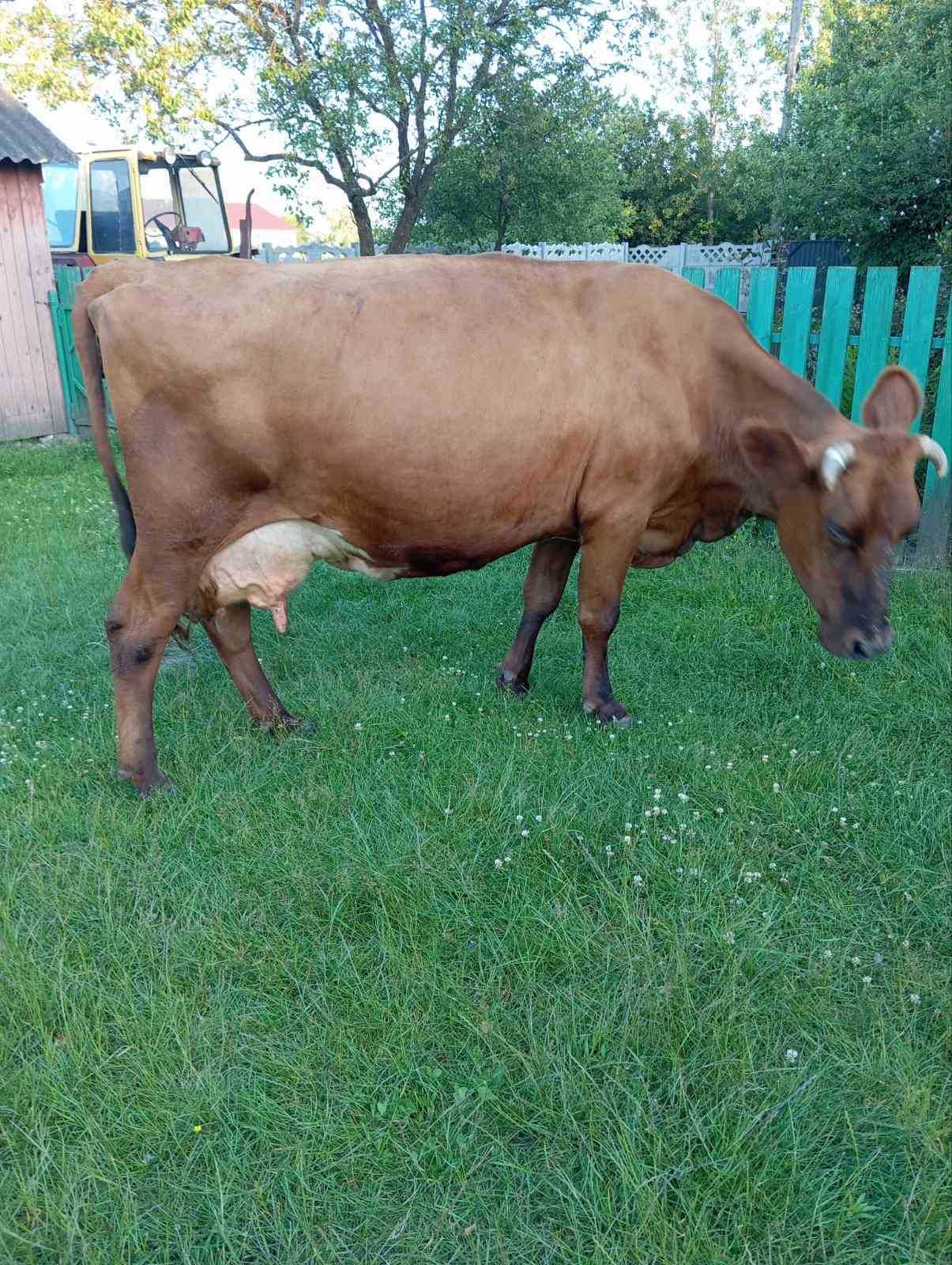 Продам добру корову