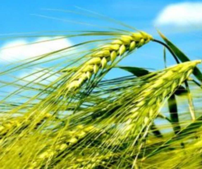 Nasiona jęczmienia jarego - browarny RGT PLANET