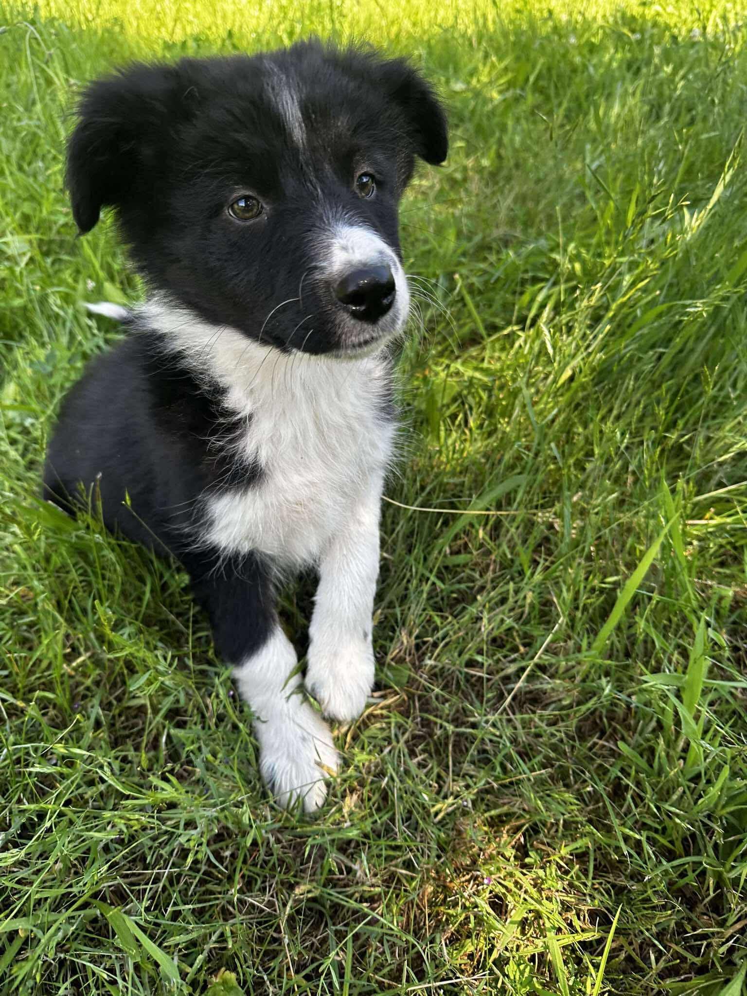 Border collie suczka