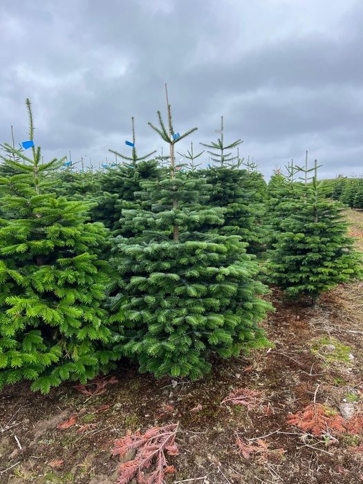 Jodła Kaukaska Cięta 200-270 cm DUŻE ILOŚCI