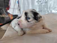 Szczeniak border collie pies