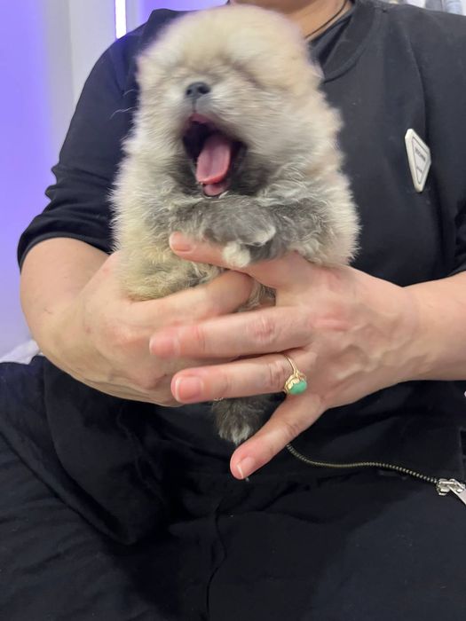 Померанский шпиц