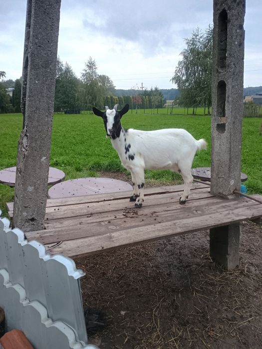 Kózka miniaturka