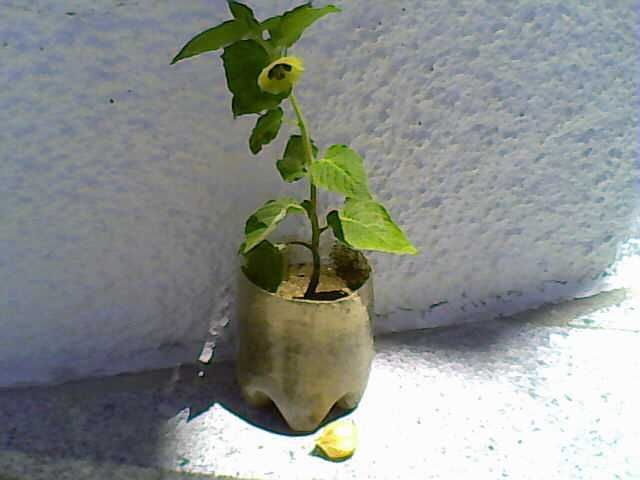 Fisális (PHYSALIS)