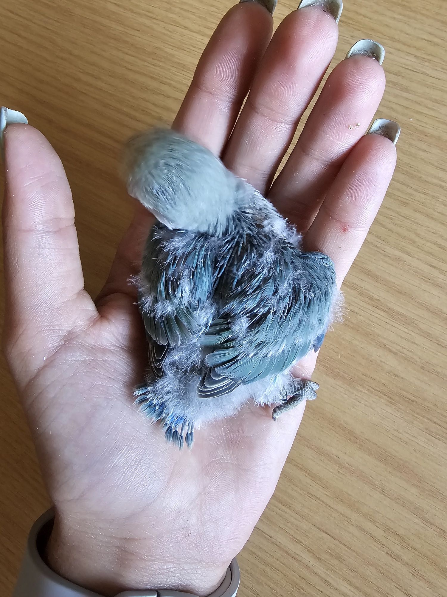 Agapornis roseicollis domesticados