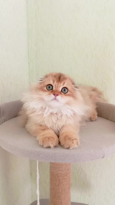 Шикарнейший вислоухий котик золотая шиншилла