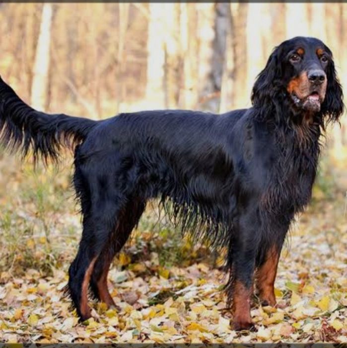 шотландський сеттер сучка дуже активна і крупна кому треба для розвед