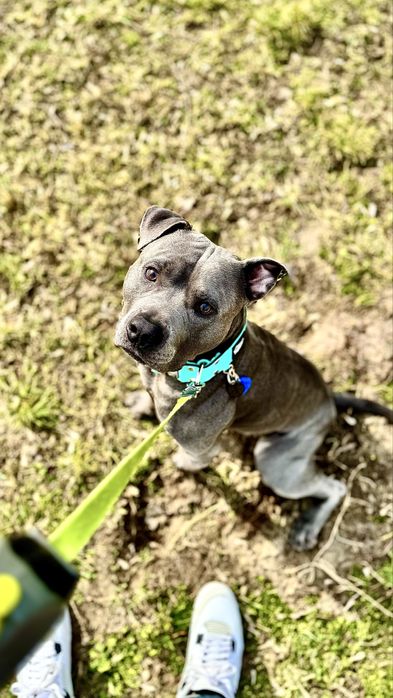 Oddam 4-letniego amstaffa umaszczenie blue