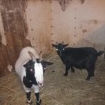 Kózki miniaturki do ogrodów, zabawy dla dzieci.