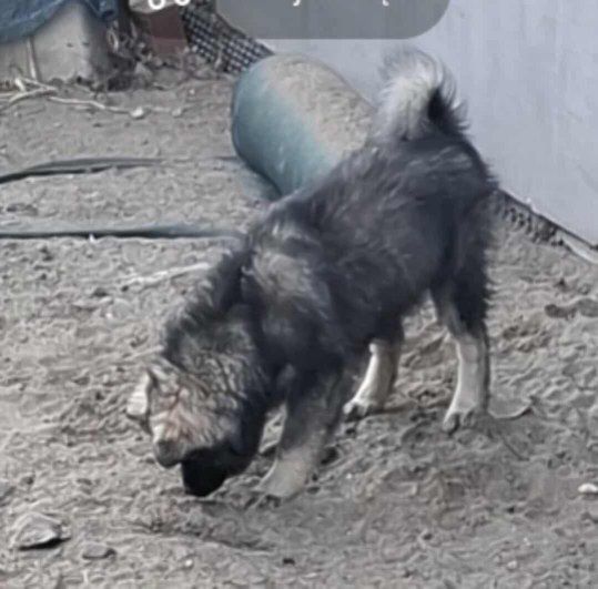 Sunia rasy szpic wilczy pół roku