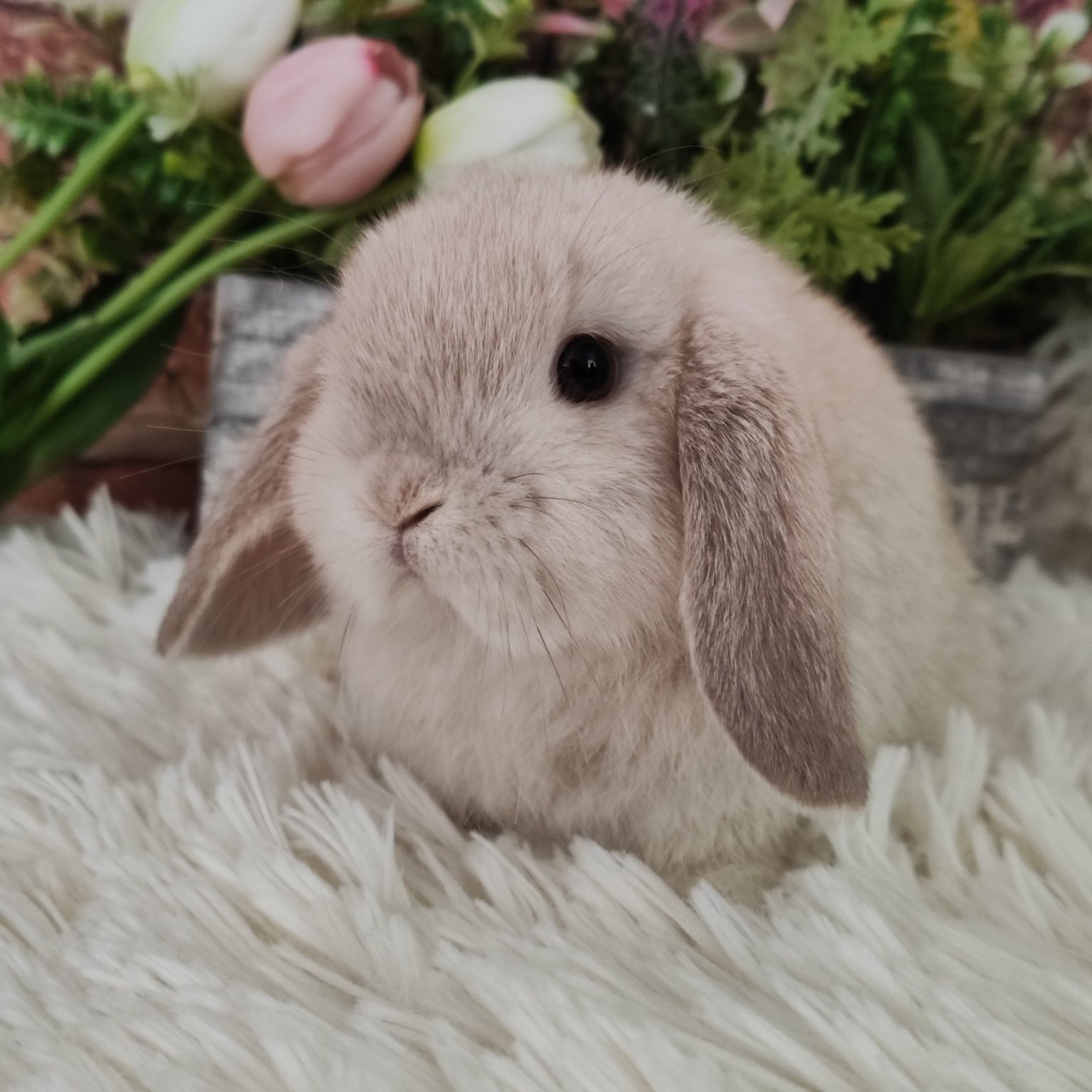 Króliczki Mini Lop. Jedyna hodowla w Szczecinie.