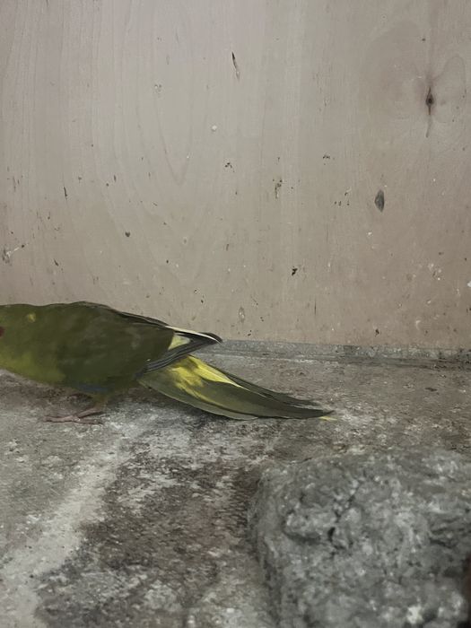 Kakarikis varias cores