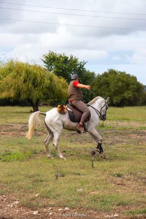 Vendo ou troco Égua  montada