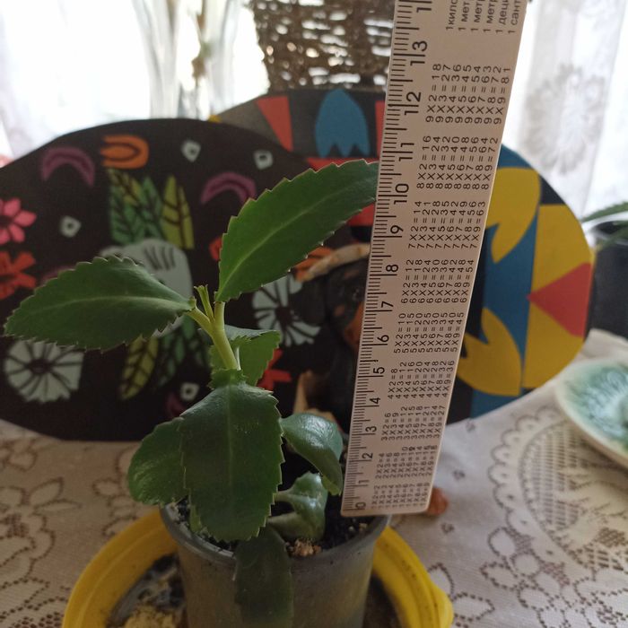 Каланхоє коланхоє лікарська рослина вазон