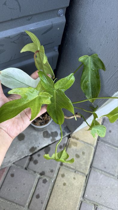 Філодендрон флорида бьюті