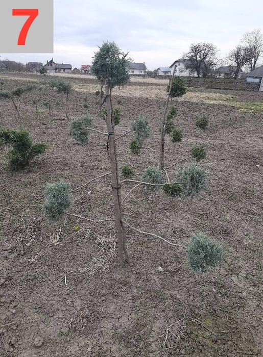 Туї смарагд на штамі, коніки, тиси, ялинки, бонсаї. Рослини для декору