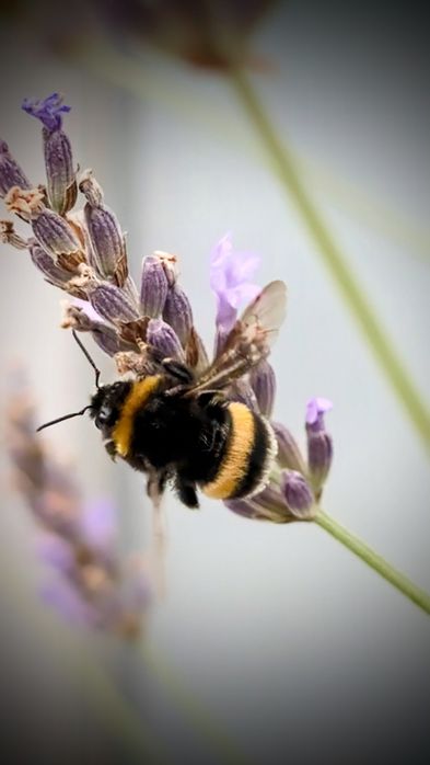 Miód rzepakowy HURT