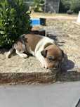 Magenifica menina jack russell